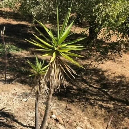 Haus Mit Pool Im Olivenhain Apartment *
