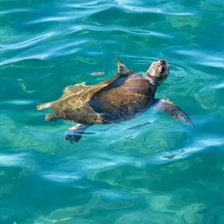 Haus Mit Pool Im Olivenhain * Koroni (Messinia)