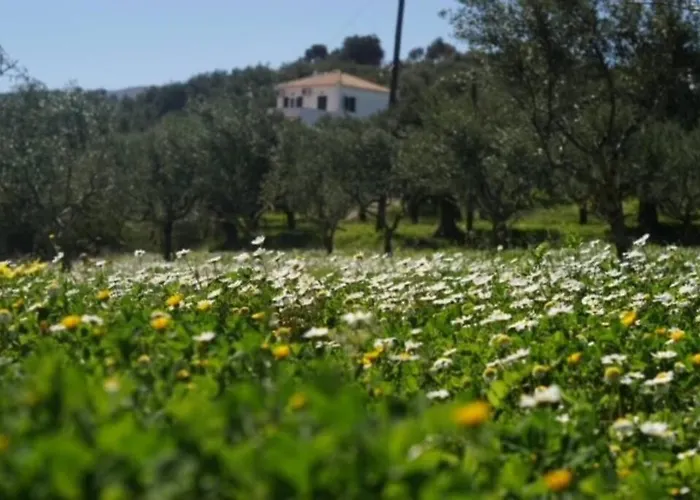Haus Mit Pool Im Olivenhain * Koróni