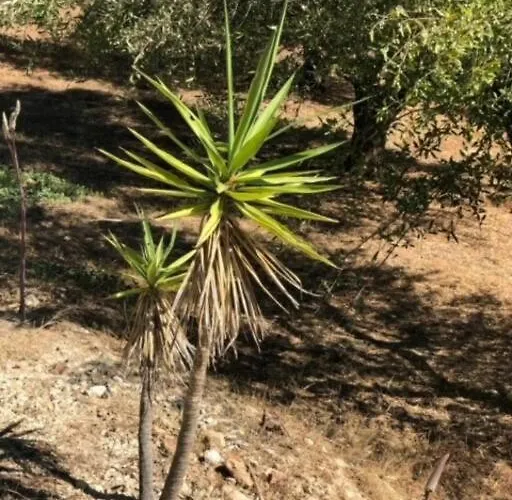 Haus Mit Pool Im Olivenhain شقة *