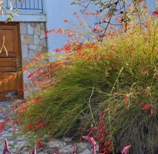 Haus Mit Pool Im Olivenhain شقة Koróni