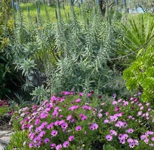 Haus Mit Pool Im Olivenhain Koróni