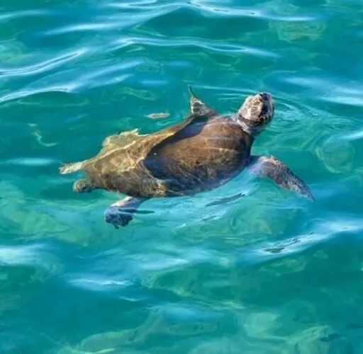 Haus Mit Pool Im Olivenhain * Koróni